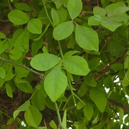 Bel Tree (Aegle Marmelos) Live Plant | Bilva Patra