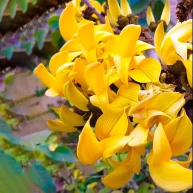 PlantExotic Rare All Time Dwarf Yellow Palash/Butea Very Rare Flowering Tree Plant[Butea Monosperma Ornamental/Medicinal Live Plant [Healthy Plant For Home & Garden],(Pack Of 2