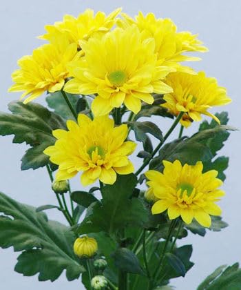PlantExotic Snowball Chrysanthemum Yellow Live Plant