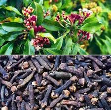 Clove (Laung) Plant