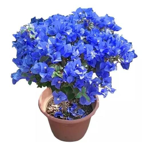 Bougainvillea Blue Flower Plant