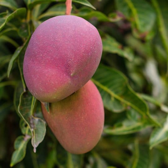Raspuri Mango Live Plant (Grafted)