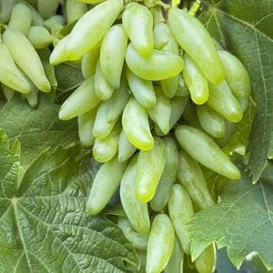 PlantExotic Sweet Seedless Green Grape Vine (Sweet Angoor)Live Plant.