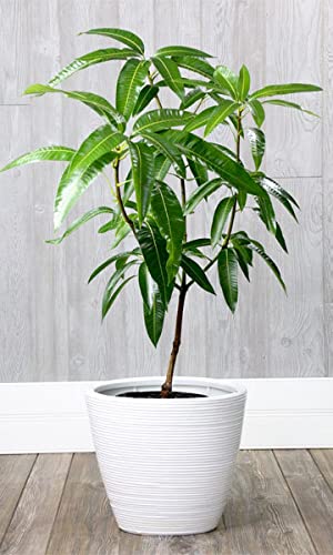 Bombay Mango Grafted Plant