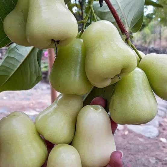 Java Apple Red & White Combo (Pack of 2) Live Plant
