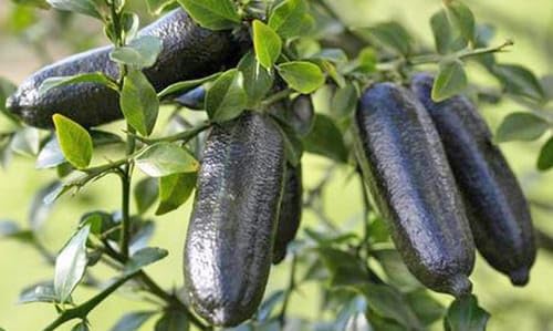 PLANT EXOTIC Black Finger Lemon|Lime,Kala Nimboo, Long Finger Citrus Australasica Lemon Grafted Original Variety Healthy and Hybrid Plant Fruit After 1 Year