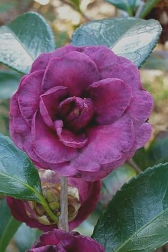 Purple Climbing Rose (Pack of 1)