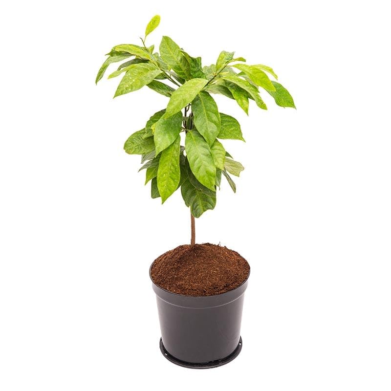 Nutmeg (Jaifal) Plant