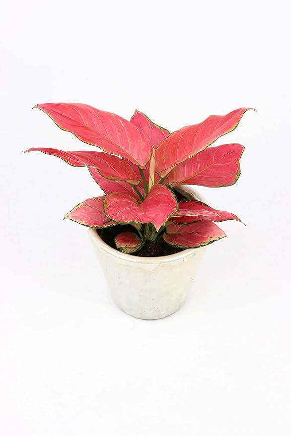 Aglaonema Beauty Live Indoor Plant | Air Purifying Decorative Foliage Plant