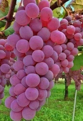 Red Round Seedless Grape Live Plant