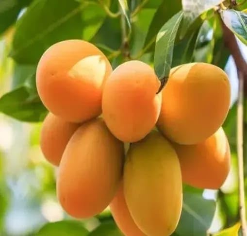 Lakshmanbhog Mango Grafted Plant