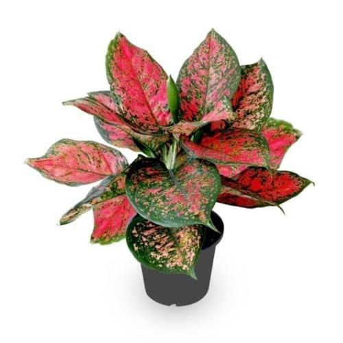 Aglaonema Lady Valentine Pink Live Indoor Plant | Decorative Air Purifying Foliage