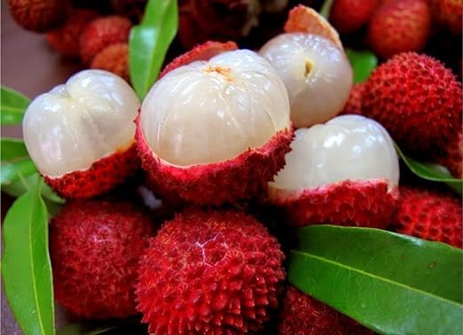 All Time Litchi China-3 Air Layered Plant | Live Lychee Fruit Plant for Home Garden, Terrace & Outdoor Farming | Fast Growing Premium Fruit Plant