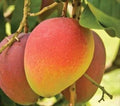 Raspuri Mango Live Plant (Grafted)