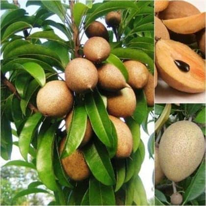 Kalapatti Chiku Grafted Plant