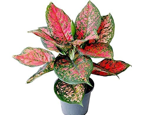 Aglaonema Lady Valentine Pink Live Indoor Plant | Decorative Air Purifying Foliage