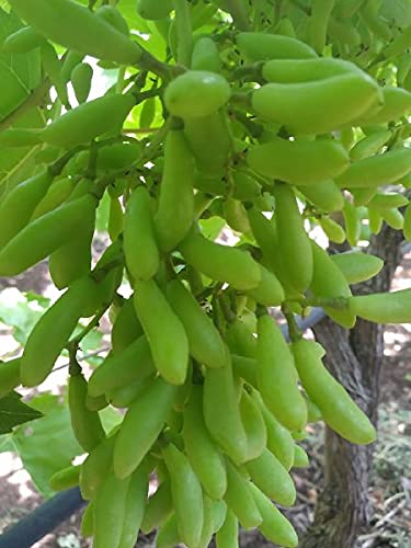 PlantExotic Sweet Seedless Green Grape Vine (Sweet Angoor)Live Plant.