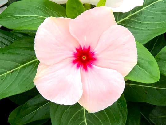 PlantExotic White Red Vinca Live plant Seedless Flower Plants|All Season Periwinkle growing Best for Home, Office & Garden.