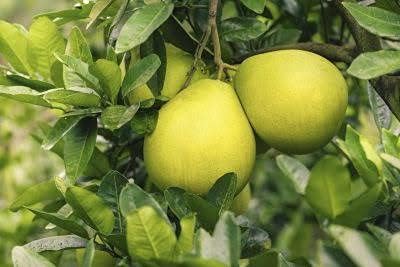 Pomelo Batapi (Citrus Grandis)