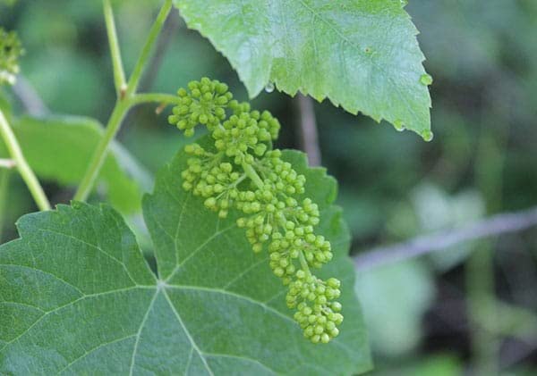 PlantExotic Sweet Jubilee Grape Plant