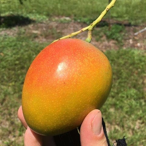 Honey Kiss Mango (Thailand) Grafted