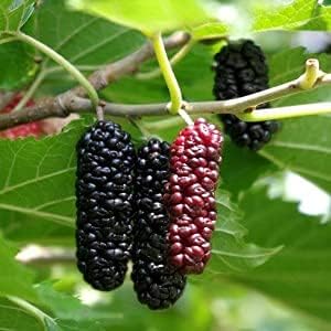 PLANT EXOTIC |Black & Red Colour Special Variety Mulberry/Shahtoot Plant Bearing Fresh&Healthy |Must-Have Sweet Layering/Grafted For Gardeners| Shatut Fruit Plant Live