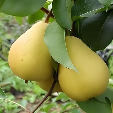 Babugosha Nashpati (Pear) Grafted Live  Plant