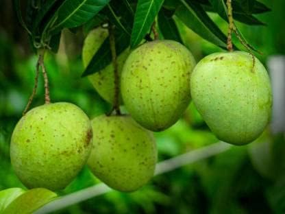 Khirsapati Mango Grafted Live Plant