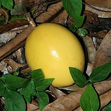 Yellow Passion Fruit Vine Live Plant
