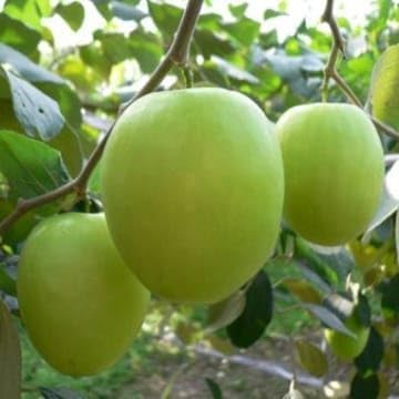 Green Baromasi Apple Ber (Dunks Kul) Grafted Plant