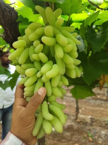 Green Grape Vine Plant