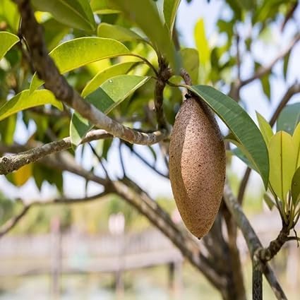 PlantExotic Original Variety Langcha/Lancha Sapota Plant/ Chikoo (Sapota) Grafted Plant