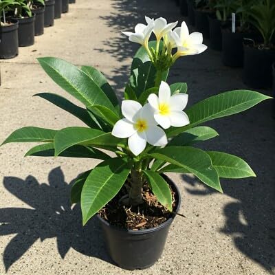 PlantExotic White Plumeria (Champa) Live Plant