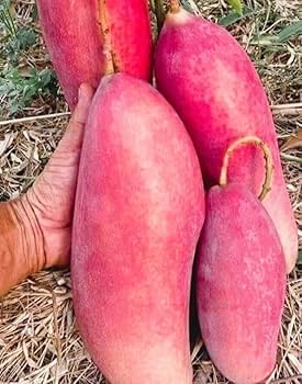 Thai Chiang Mai Mango (Grafted) Live Plant