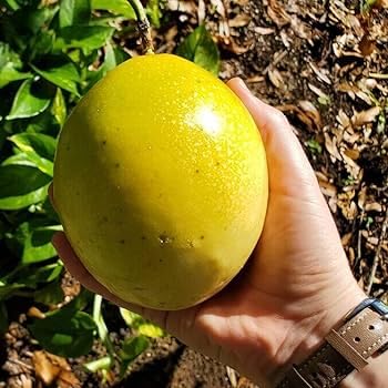 Yellow Passion Fruit Vine Live Plant