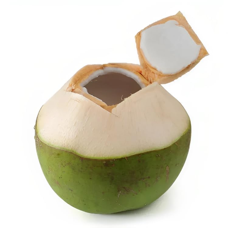 Dwarf Green Yellow Hybrid Coconut Plant
