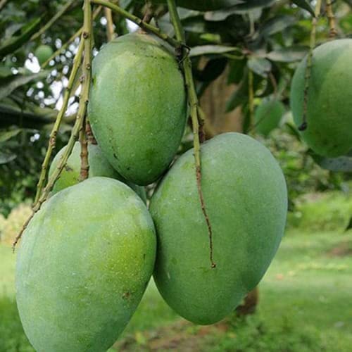 Bombay Mango Grafted Plant