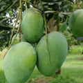 Bombay Mango Plant (Standard Grafted)