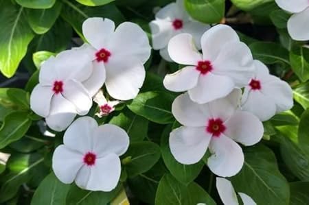 PlantExotic White Red Vinca Live plant Seedless Flower Plants|All Season Periwinkle growing Best for Home, Office & Garden.