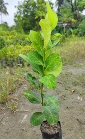 Gandharaj Lemon Air Layered Plant