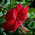 Hibiscus Red Single Petal