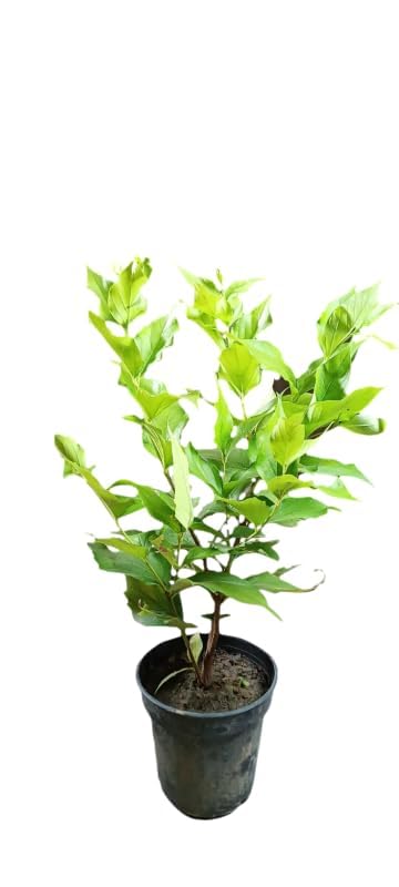 Parijat Night Queen Jasmine Plant (All Time Variety)
