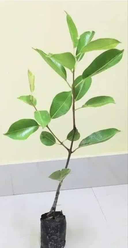 Jamun (Wax Apple Hybrid) Plant/Black Jamun Plant