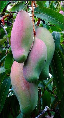 East Indian Mango Grafted Plant