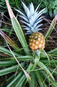 Yellow Pineapple  Live Plant