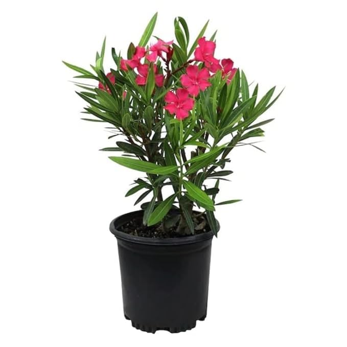 Oleander Red Flower Plant
