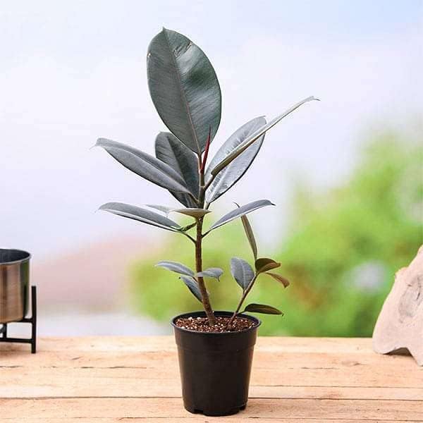 Areca Palm + Rubber Plant Combo (Pack of 2)