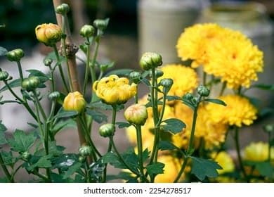 PlantExotic Snowball Chrysanthemum Yellow Live Plant