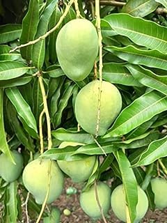 Kancha Meetha Mango Plant