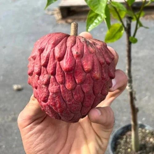 Red Sugar Apple (Sitafal) Live Plant